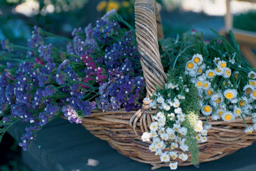 Kate gathers statice and winged everlasting for making dried bouquets and wreaths, a fall and winter activity.